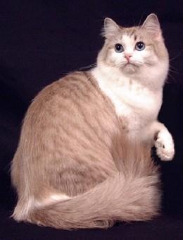 世界名猫品种，世界名猫品种大全