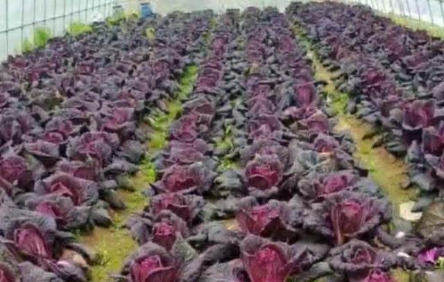 蔬菜价格一览表，农村4种蔬菜价格表（今日河南部分蔬菜最新价格）