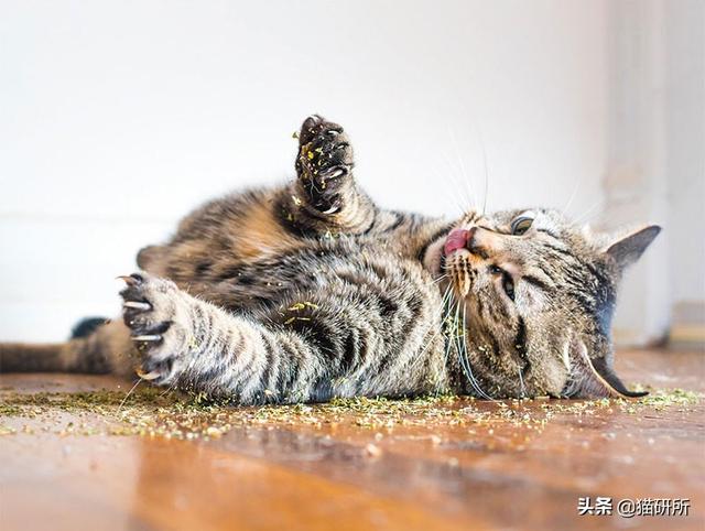 猫咪比较好的零食，提高猫咪生活质量