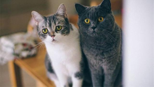 猫咪换牙后要注意什么，猫咪多大开始换牙