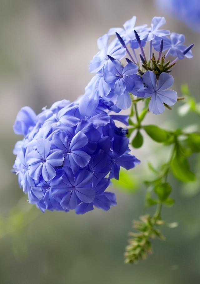 适合家庭室内养的蓝色的花，3种蓝色系花