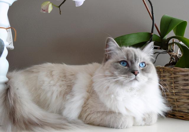 什么猫比较温柔粘人又好养，养猫首选这几种猫