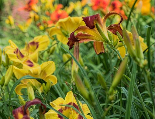 几种野生黄花菜，农村常见的野草