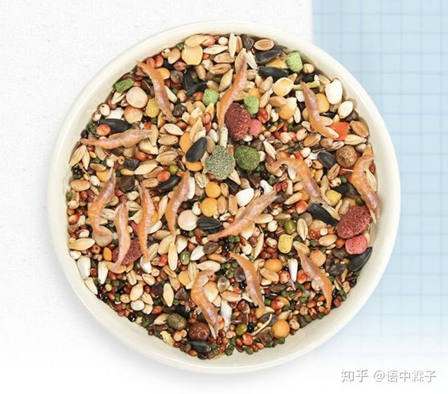 无糖仓鼠粮糖尿病(仓鼠糖尿病吃什么粮食)