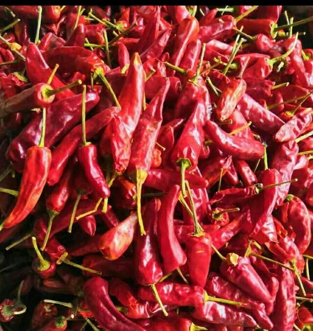 试菜技术大全，辣子百种争斗艳