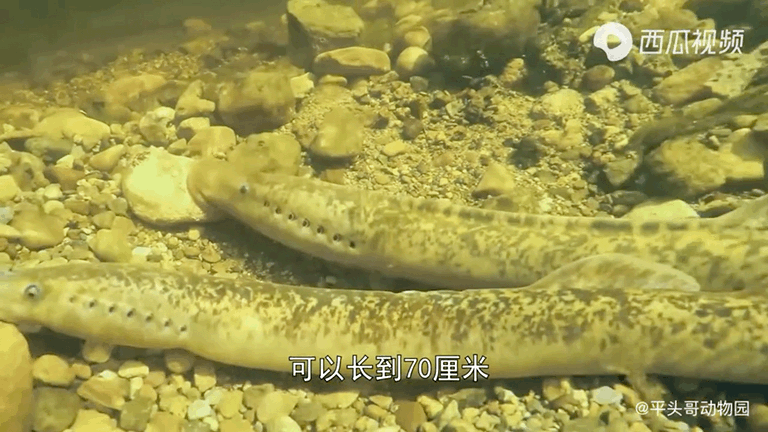 吸血的动物有哪些，最凶狠的十种吸血动物