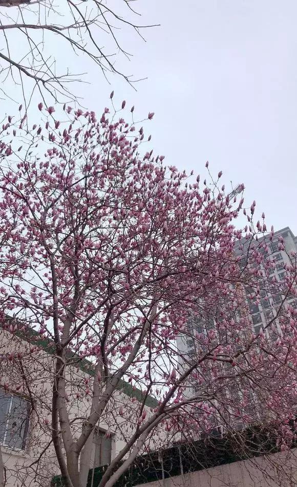 院子里种什么树可以招财进宝，5种树是院子里的