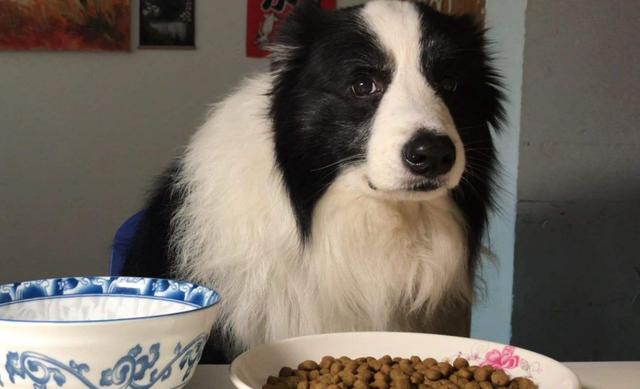 养边境牧羊犬的优点和缺点，饲养边境牧羊犬