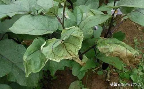 立枯病的病害有哪些特征，立枯病介绍