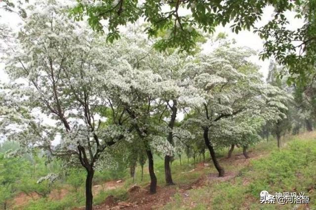 流苏树是什么树，流苏树的形态特征介绍