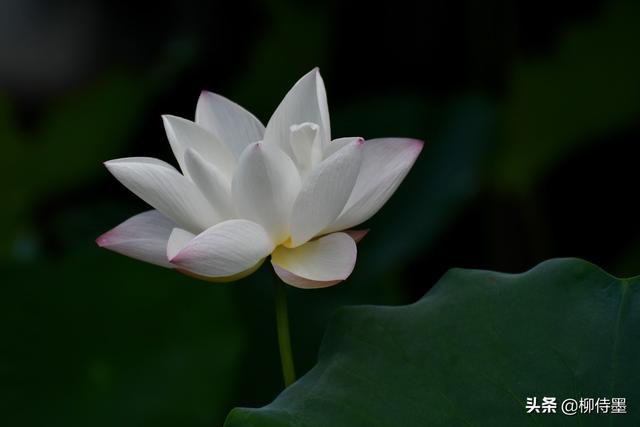 荷花拍照10个技巧，帮你把荷花拍得不一般