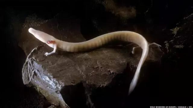 世界上最懒的动物，世界上唯一懒的动物（可7年不吃不喝不运动）