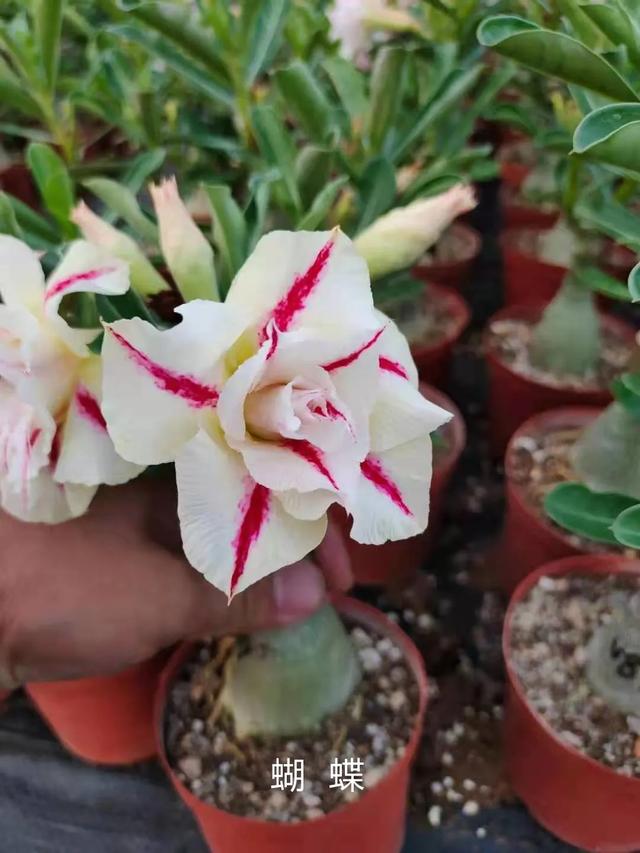 沙漠玫瑰怎么养，沙漠玫瑰的养殖方法多久能开花（真正会养的只需做5点）