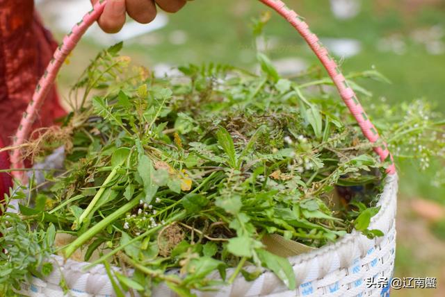 春季尝鲜荠菜一定要有，荠菜15种做法