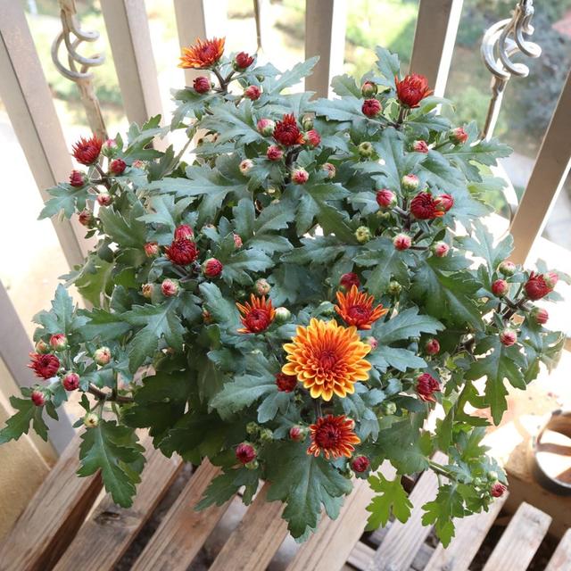菊花的养殖与栽培技术，菊花怎么种植高产