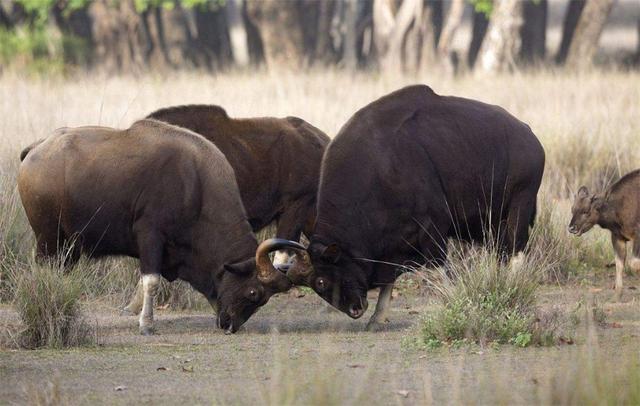 世界上有僵尸吗，野牛弄伤孟加拉虎