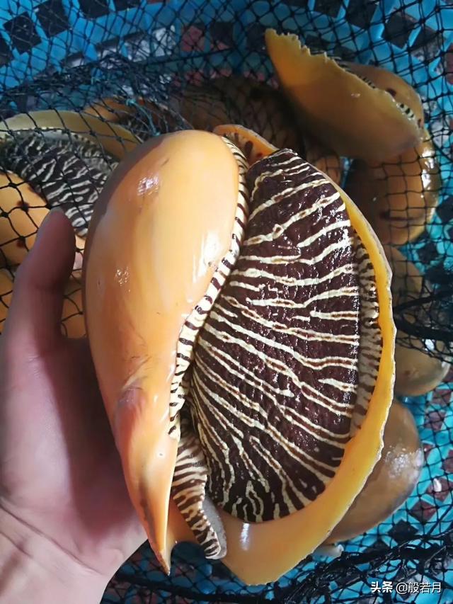 砗磲和白蝶贝，你只知道贝王砗磲