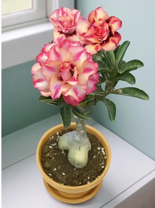 沙漠玫瑰怎么养，沙漠玫瑰的养殖方法多久能开花（真正会养的只需做5点）