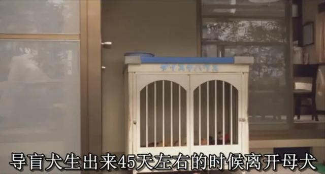 关于萌宠的电影有哪些，萌老大小安利丨这些关于宠物的电影你肯定没看过