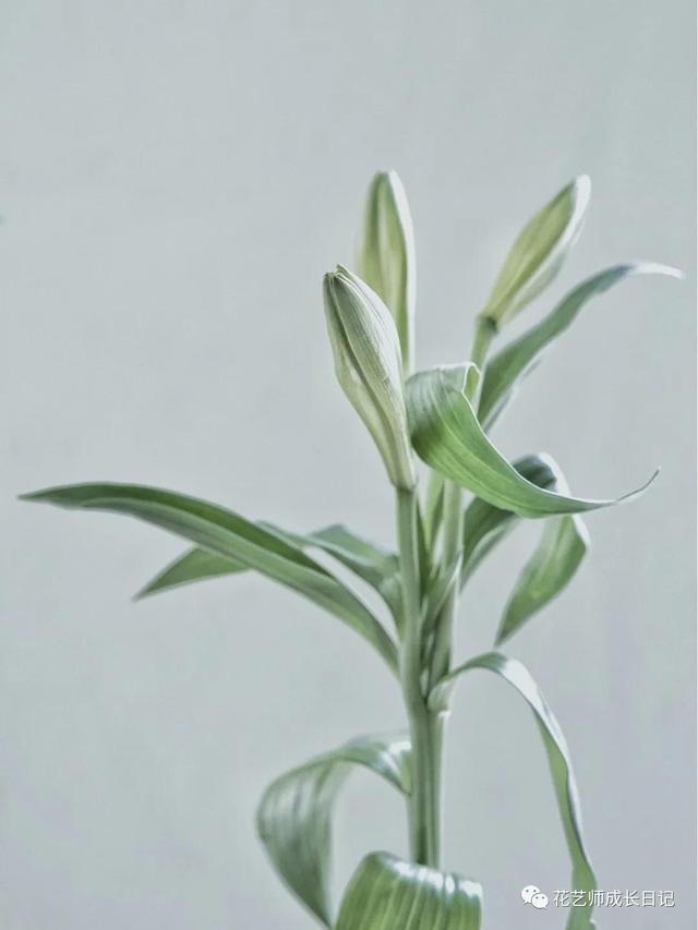 好看的重瓣百合，阳台养重瓣百合花