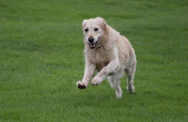 训练幼犬狗狗的各种技巧，教铲屎官5个常用指令的训练办法