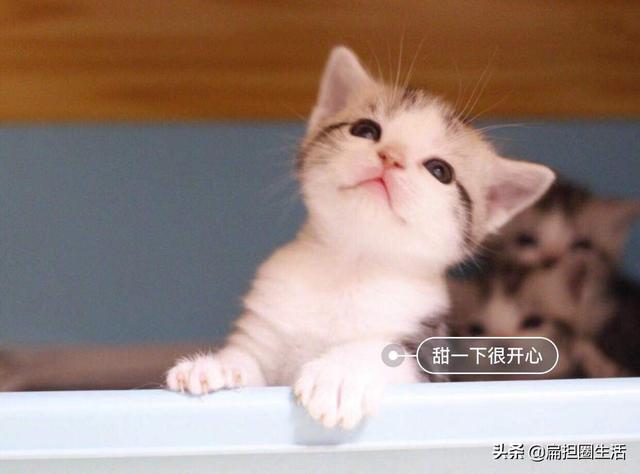 养猫的猫对人有什么好处，养猫的10个好处