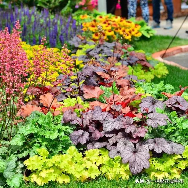 秋天有什么花容易养又好看，这20种花建议选几个