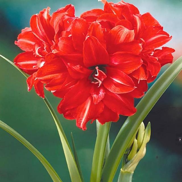 年宵花卉有哪些，必入手的5种年宵花（最热门的10种年宵花）