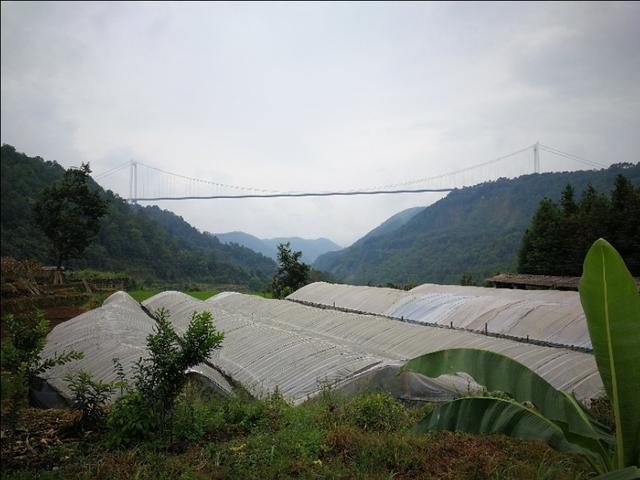 云南最新大桥消息，云南鲁巧高速牛栏江特大桥建设取得新进展
