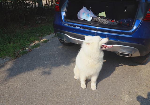 狗狗晕车了怎么快速缓解，狗狗其实也会晕车