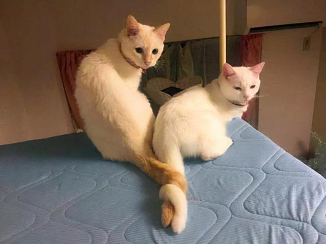 猫猫为啥会有皮肤病，猫猫疾病四你对猫猫的疾病知多少