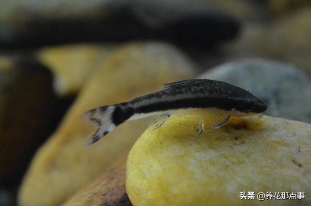 养殖热带鱼鱼缸如何装饰，在客厅养热带鱼