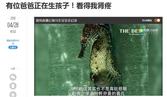 海马是雌雄同体吗，海马是雌雄同体