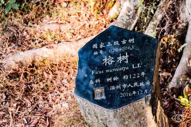 深圳哪个海边值得去，深圳私藏的10个看海好去处