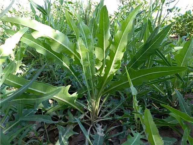 农村100种野菜图片，农村100种常见野菜（让你轻松认识各种野菜和吃法）