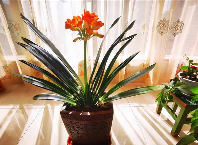 最适合家庭净化空气的花，17种公认的养人花