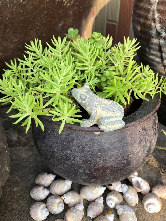 水缸养花好便利，养花六种水胜过千种肥