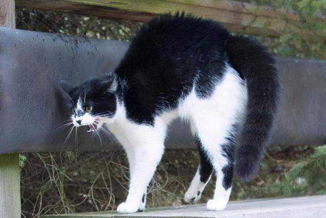 猫弓背尾巴竖起代表什么，猫咪尾巴竖直是对你表达好感还是攻击性动作