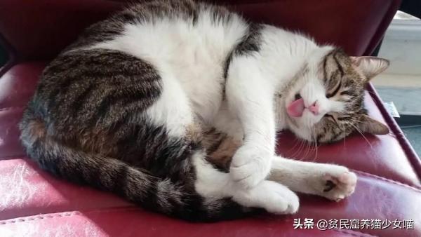 猫咪吐一小截舌头，猫咪偶尔吐舌头是怎么回事（为什么猫咪会吐一段舌头）