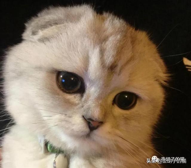 你真的了解可爱的折耳猫吗，折耳猫和半折耳猫有区别吗