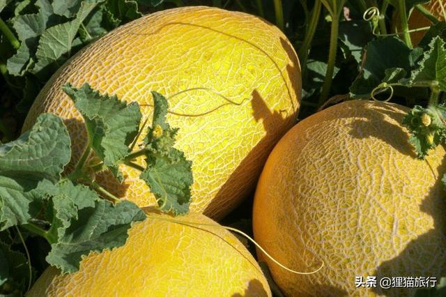 我们瓜州的特产有什么，瓜州县以前叫安西县