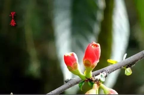 春的别称一个字，春天的称呼大全