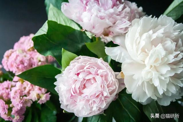 养猫可以养什么花，养猫需要买什么花