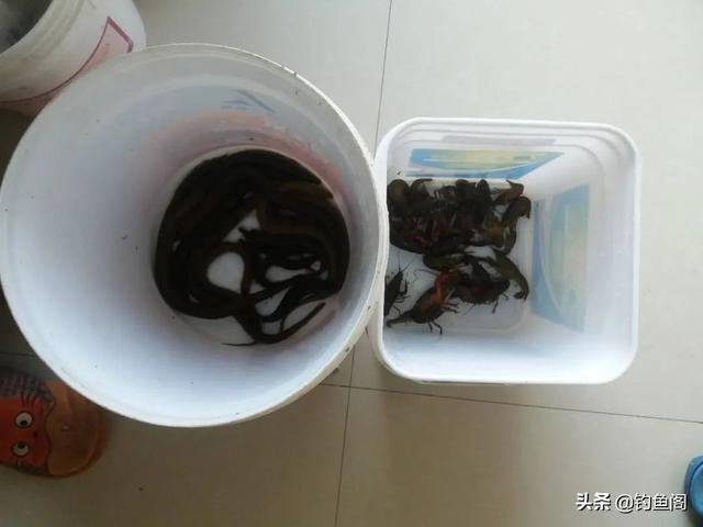 常吃的鱼有哪些，常见的45种食用鱼大全
