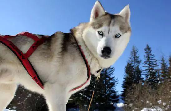 哪些狗狗性格温顺又便宜智商高，公认傻狗排行榜