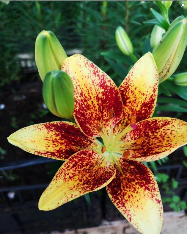 麝香百合开花后的养护，百合花期后的养护方法