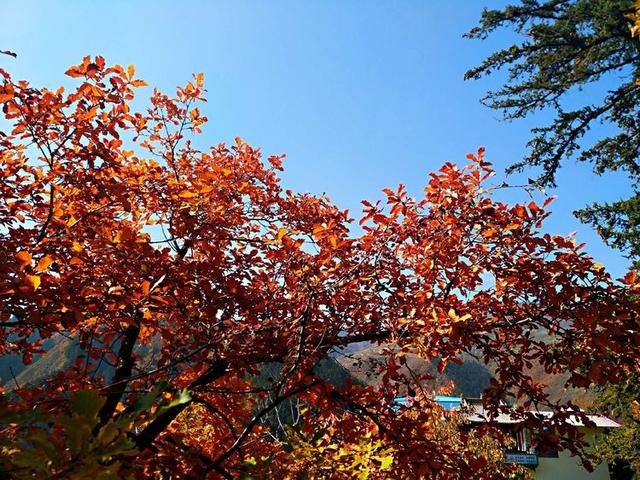 人间仙境满山红叶，原来是峨眉山的树叶红了……
