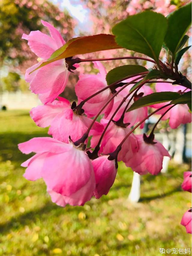 春夏秋冬四季什么花好看，这十种花几乎一年四季都开花