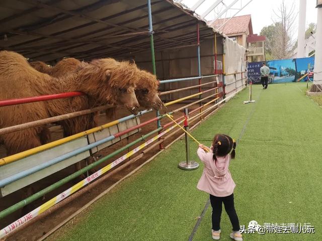 南宫旅游十大必去景点，假日乡村打卡丨夏日来南宫看民族主题花车巡游