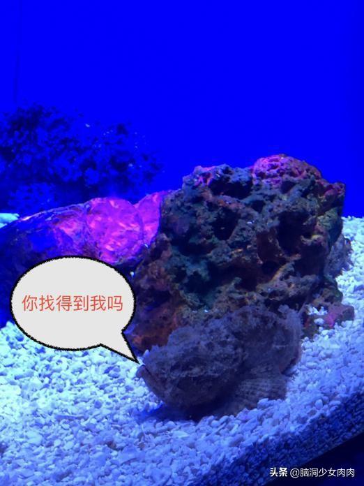 上海海洋水族馆，上海海洋水族馆简介（上海海洋水族馆之旅暨神奇鱼类在哪里）